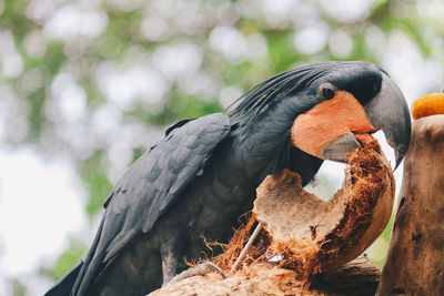 Close-up of bird perching on a tree