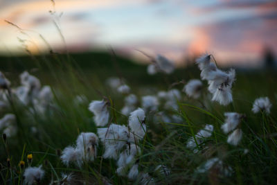 Close-up of flowers growing in field