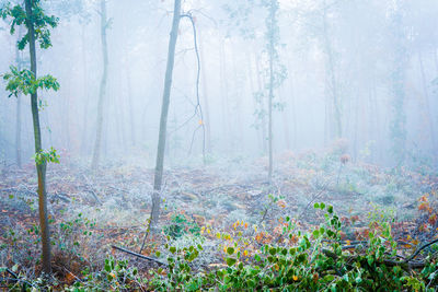 Plants growing on land in forest