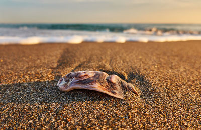 Close-up of shell on beach