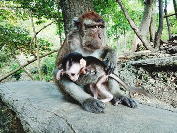 Monkey sitting on a tree