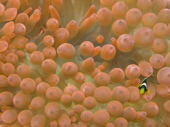 Close-up of jellyfish in water