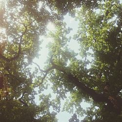 Low angle view of trees