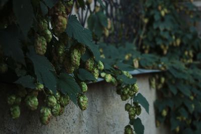 Close-up of fruit growing on tree