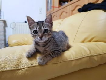 Portrait of cat relaxing on sofa at home