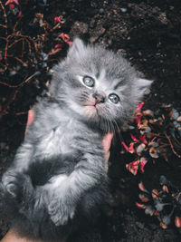 High angle portrait of cat with kitten