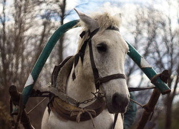 Close-up of horse against sky