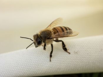 Close-up of bee