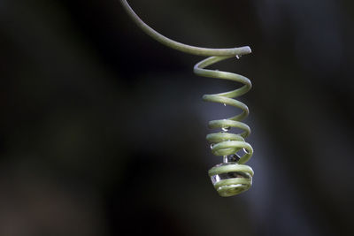 Close-up of spiral plant