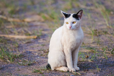 Portrait of cat sitting on field