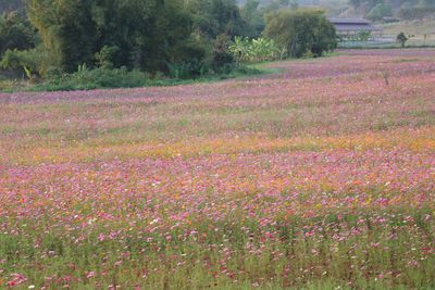 Pink flowers growing on tree