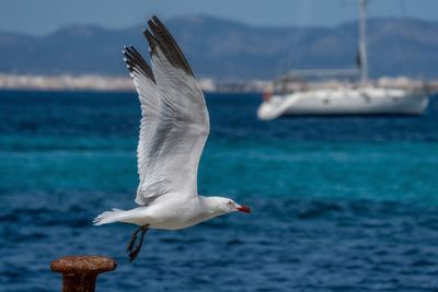 Seagull flying over sea