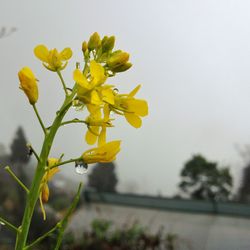 Close-up of yellow flowers