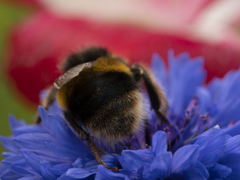 Close-up of bee pollinating on purple flower