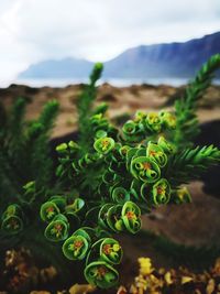 Close-up of succulent plant in field