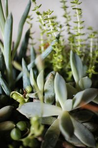 Close-up of succulent plant