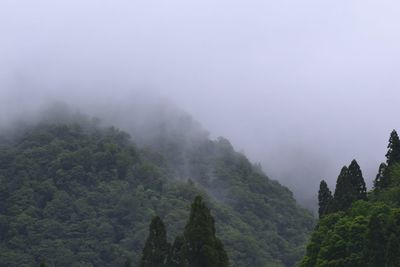 Panoramic view of trees in forest against sky