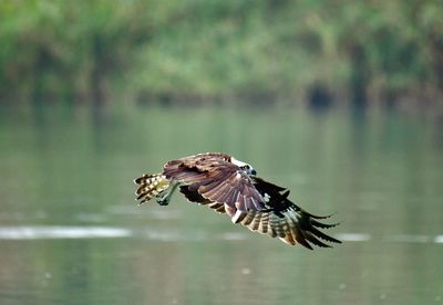 Bird flying over a water