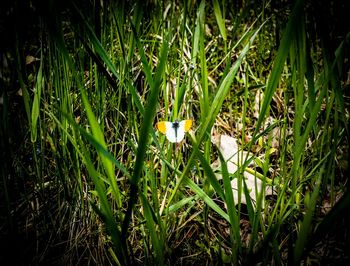 White flowers growing on field