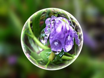 Close-up of purple flower with water drops