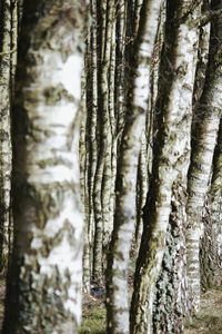 Tree trunk in forest