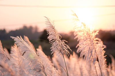 Close-up of stalks in field against sky at sunset