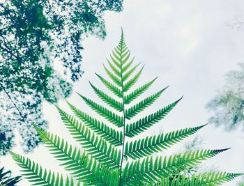 Low angle view of tree against sky