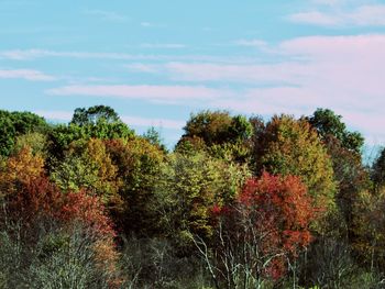 Scenic view of trees against sky during autumn