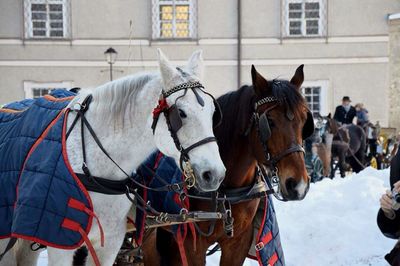 Close-up of horse