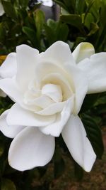 Close-up of white rose