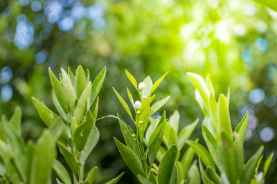 Close-up of fresh green plant