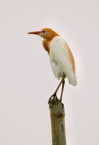 Close-up of bird perching on wooden post