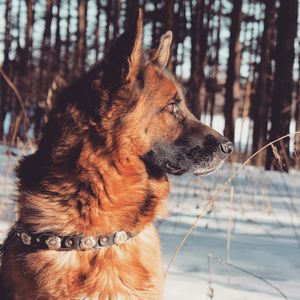 Close-up of german shepherd on snow covered field