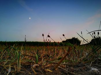 Scenic view of field against clear sky during sunset