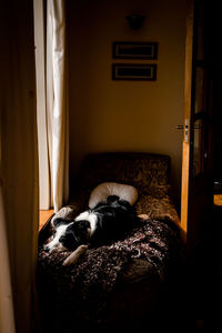 Dog sleeping in a home