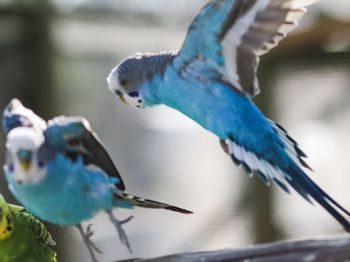 Close-up of peacock flying