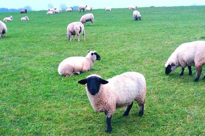 Sheep grazing on grassy field