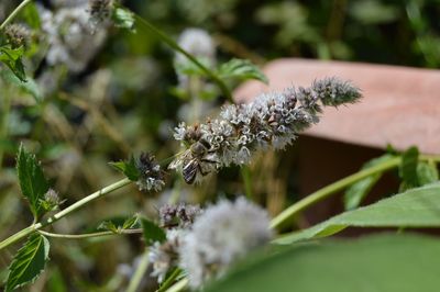 Close-up of insect on flower