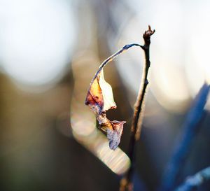 Close-up of plant against blurred background