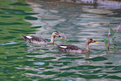 Ducks swimming in lake