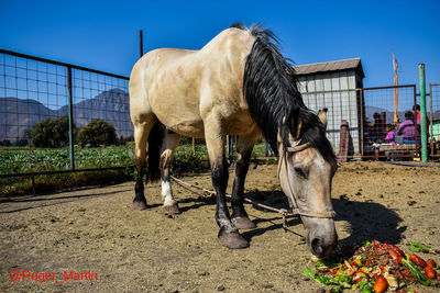 Horse in ranch