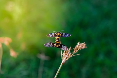 Close-up of butterfly pollinating on flower