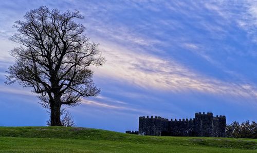 Bare tree on field against sky