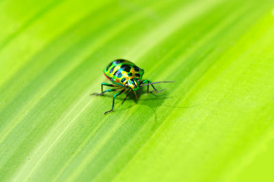 Close-up of insect on leaf