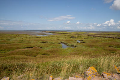 Scenic view of field against sky