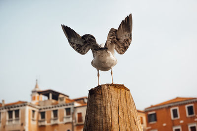 Low angle view of seagulls perching on wooden post against sky