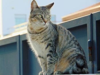 Portrait of a cat looking away