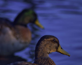 Close-up of duck swimming in lake