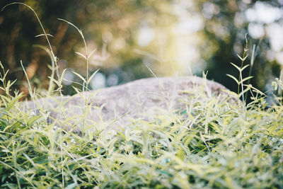 Close-up of flowering plants on land