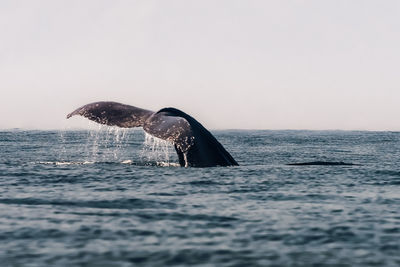 Humpback whale